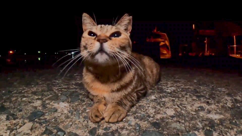 【猫島キャンプ】夜の猫島ではあちこちで小さな猫の集会が行われていた