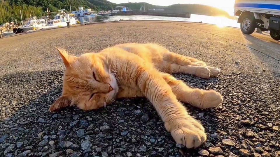 【猫島キャンプ】島の朝は早い。猫島の猫達、朝は活発に活動します